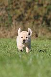 LABRADOR 345
